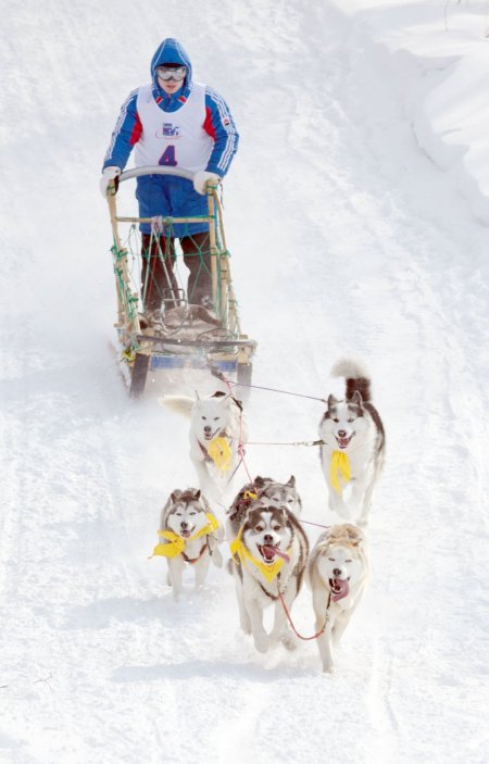 İki hafta sürecek köpek kızak yarışı 