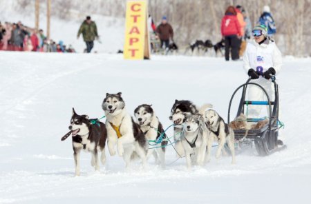 İki hafta sürecek köpek kızak yarışı 