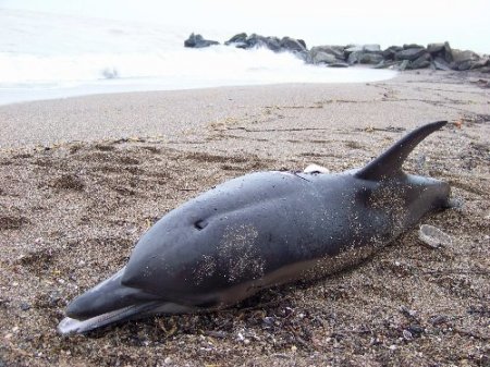 İki yunus sahile vurdu