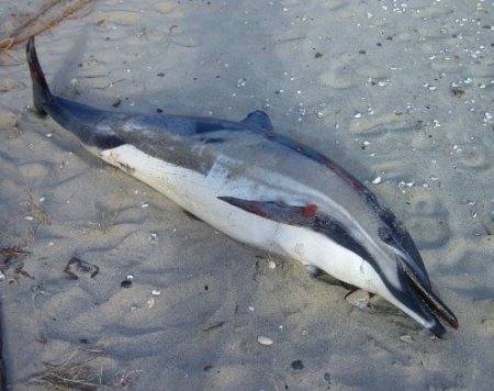 İki yunus sahile vurdu