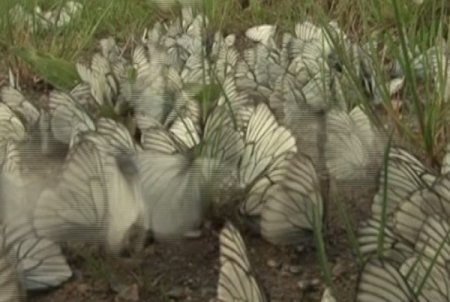 İklim Değişti, Rusya'yı Kelebek Ve Sinekler Bastı