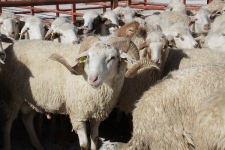 İl Özel İdaresi'nin Dağıttığı Hayvanlar Vatandaşa Çifte Bayram Yaptırdı