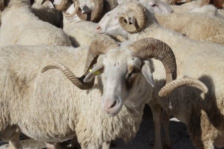 İl Özel İdaresi'nin Dağıttığı Hayvanlar Vatandaşa Çifte Bayram Yaptırdı