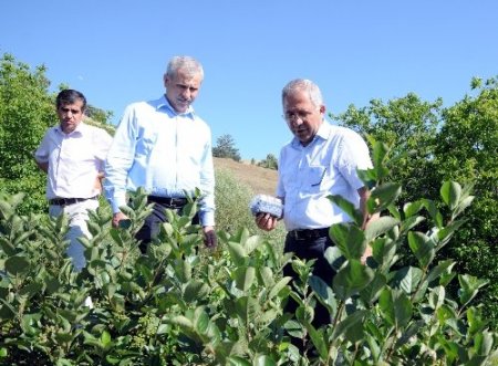 İlaç ve gıda sanayinin yeni gözdesi yabanmersini