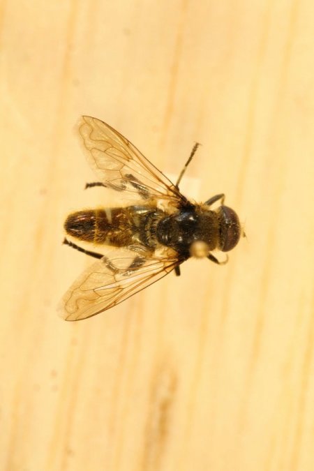 Ilgaz Dağı'nda Yeni Bir Böcek Türü Bulundu