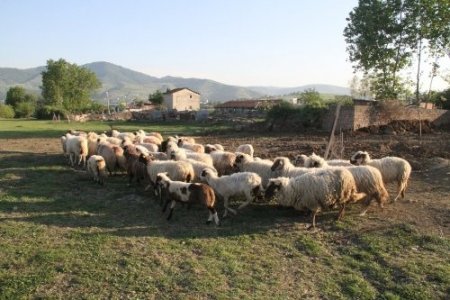 İlkadım’da izinsiz hayvan barınaklarına geçit yok