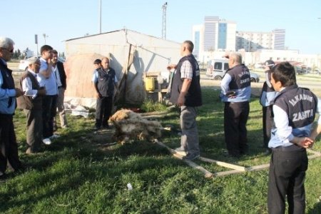 İlkadım’da izinsiz hayvan barınaklarına geçit yok