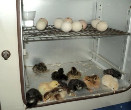 İlkokul öğrencileri laboratuvarda civcivin yumurtadan çıkmasını gözlemledi