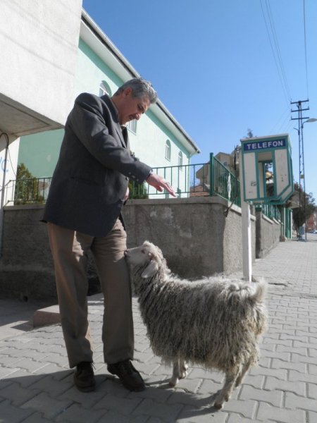 İmamın keçisi, cemaatin neşe kaynağı