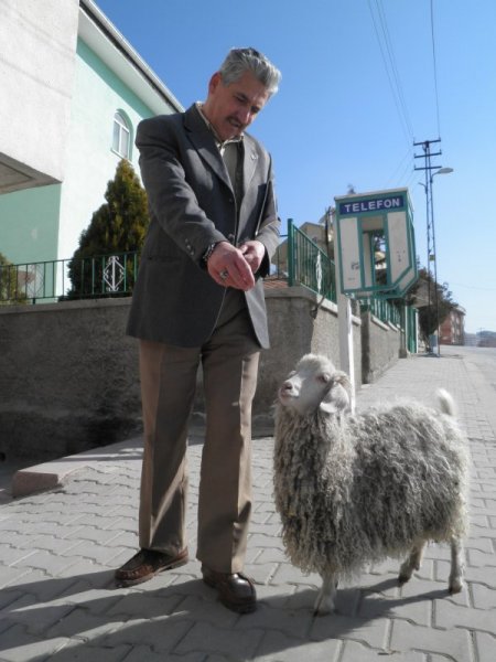 İmamın keçisi, cemaatin neşe kaynağı