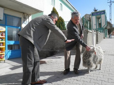 İmamın keçisi, cemaatin neşe kaynağı