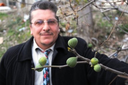 İncir ağacı, kış ortasında meyve verdi