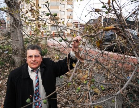 İncir ağacı, kış ortasında meyve verdi