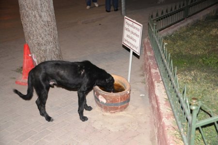 İnegöl'de sokak hayvanları artık aç kalmayacak