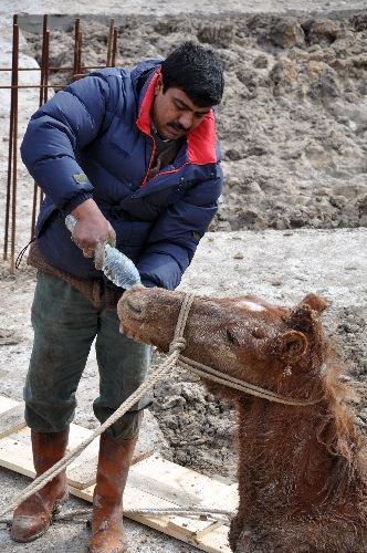 İnşaat Çukuruna Düşen At Güçlükle Çıkarıldı