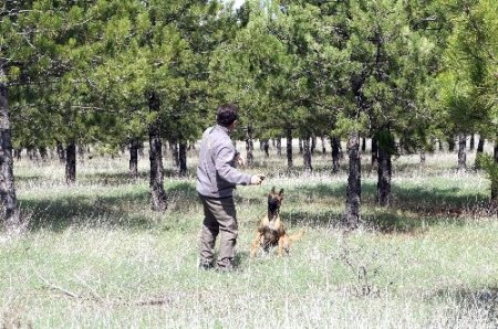 İnsan kokusuna duyarlı 'İz Takip Köpekleri' geliyor (Özel)