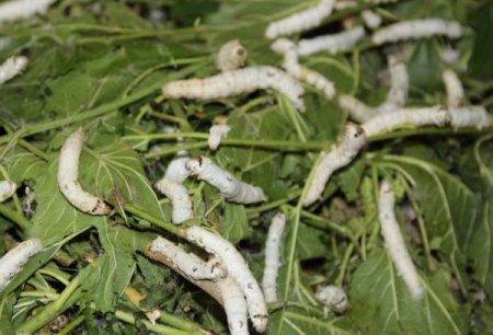İpekböceği Üretimi, Beypazarı Ve Nallıhan’da Yeniden Hayat Buluyor