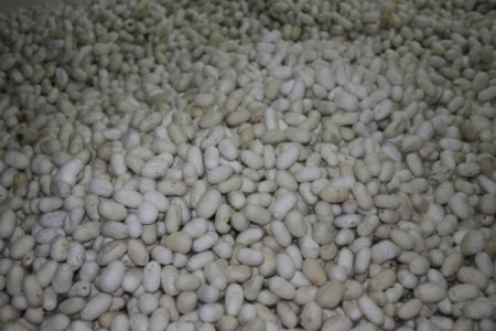 İpekböceği Üretimi, Beypazarı Ve Nallıhan’da Yeniden Hayat Buluyor