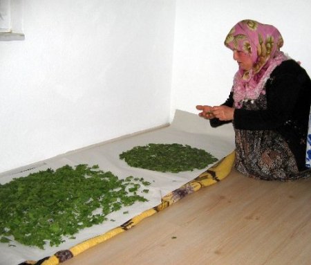 İpekböceklerini bebek gibi büyütüyor