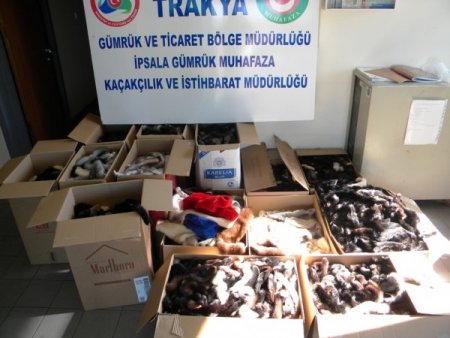 İpsala'da 12 bin 680 kaçak kürk ele geçirildi