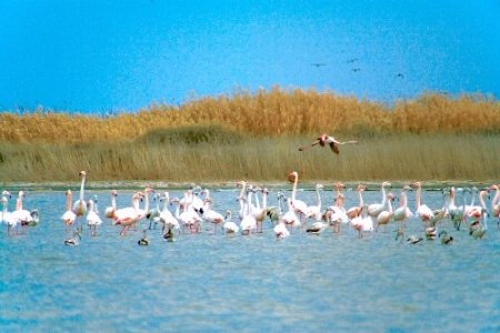 İran’dan Hazar için işbirliği çağrısı