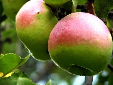 Irkın: Meyve ağacı, çocuk gibi ilgiye muhtaç