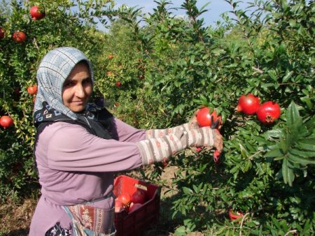 Irlıganlı'nın pamuk ovaları, nar bahçesine döndü