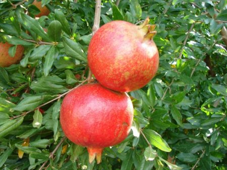 Irlıganlı'nın pamuk ovaları, nar bahçesine döndü