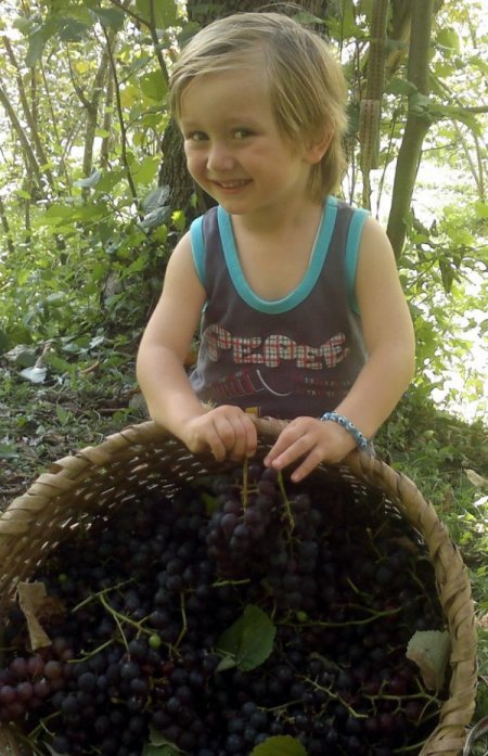 İsabella üzümünün hasadı başladı