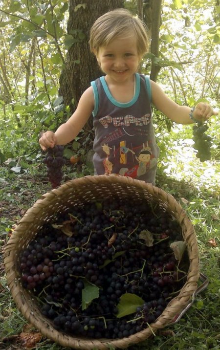 İsabella üzümünün hasadı başladı