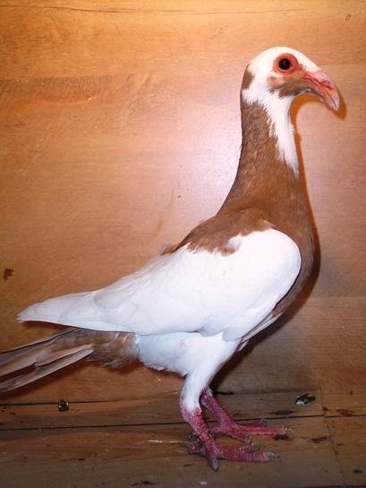 İskenderun, güvercini ile markalaşma yolunda