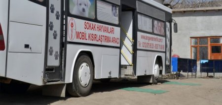 İskilip'te Başıboş Köpekler Kısırlaştırılıyor