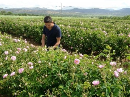 Isparta'da güller erken açtı, rekolte artışı bekleniyor
