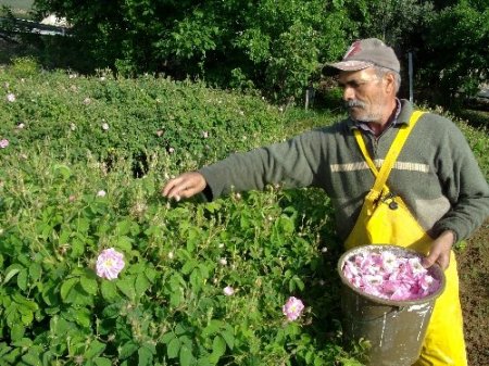 Isparta'da güller erken açtı, rekolte artışı bekleniyor