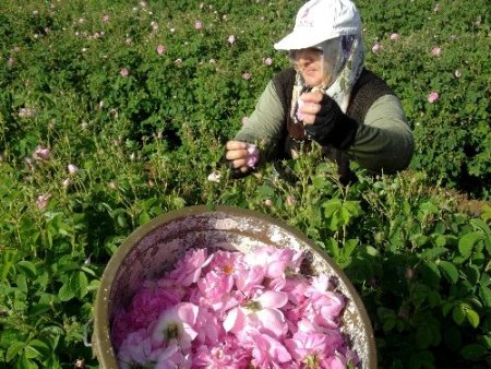Isparta'da güller erken açtı, rekolte artışı bekleniyor