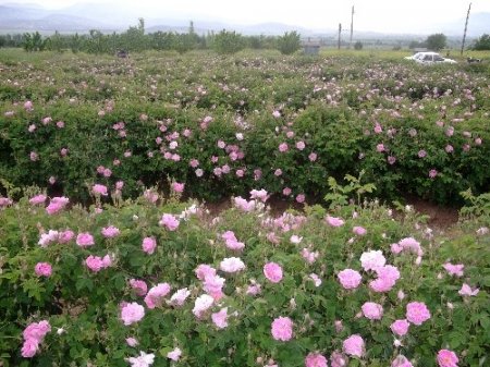 Isparta'da havalar sıcak gidince gül sezonu erken başladı