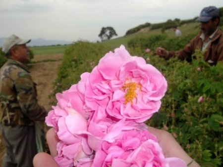Isparta'da havalar sıcak gidince gül sezonu erken başladı