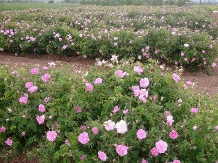 Isparta'da havalar sıcak gidince gül sezonu erken başladı