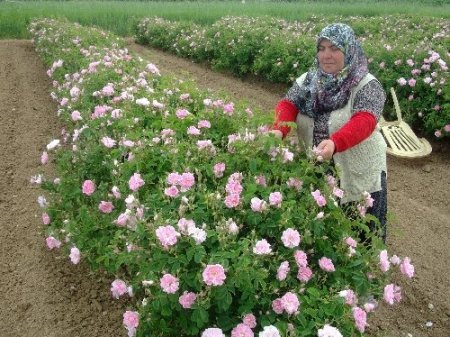 Isparta'da havalar sıcak gidince gül sezonu erken başladı