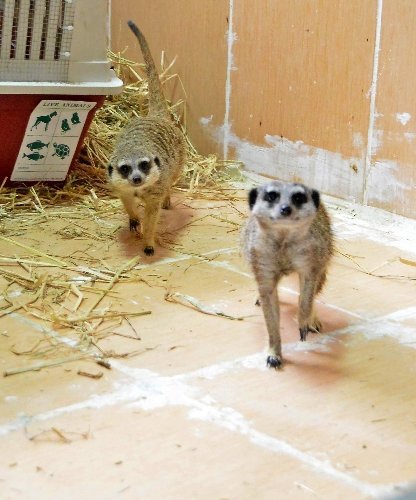 İsrail’de doğdular, İzmirli oldular