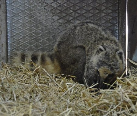 İsrail’de doğdular, İzmirli oldular