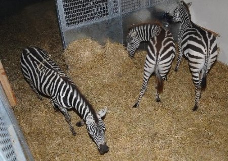 İsrail’de doğdular, İzmirli oldular