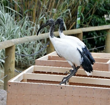 İsrail’de doğdular, İzmirli oldular