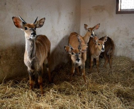 İsrail’de doğdular, İzmirli oldular