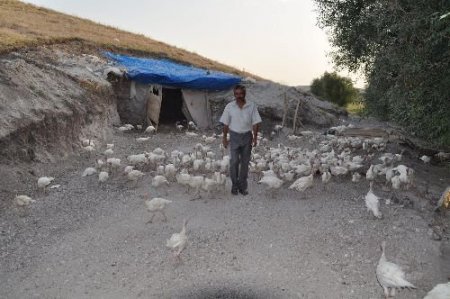 İşsiz Kalınca, Elindeki Kısıtlı Sermayesiyla Hindi Alarak Yetirştirmeye Başladı