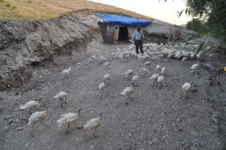 İşsiz Kalınca, Elindeki Kısıtlı Sermayesiyla Hindi Alarak Yetirştirmeye Başladı
