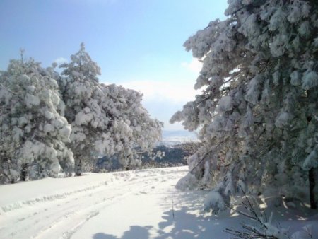 İstanbul Ormanlarından Kar Manzaraları