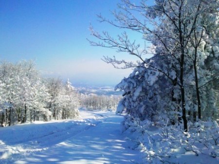 İstanbul Ormanlarından Kar Manzaraları