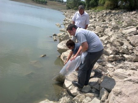 İstanbul'a Sazan Takviyesi