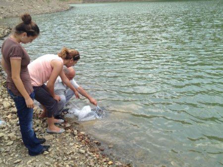 İstanbul'a Sazan Takviyesi